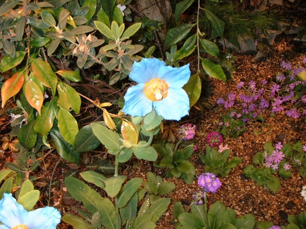 f:id:mishacarrot:20200801154013j:plain