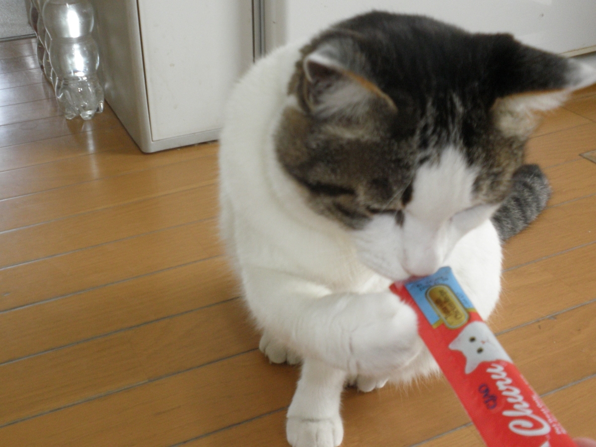 f:id:mishacarrot:20200812154910j:plain