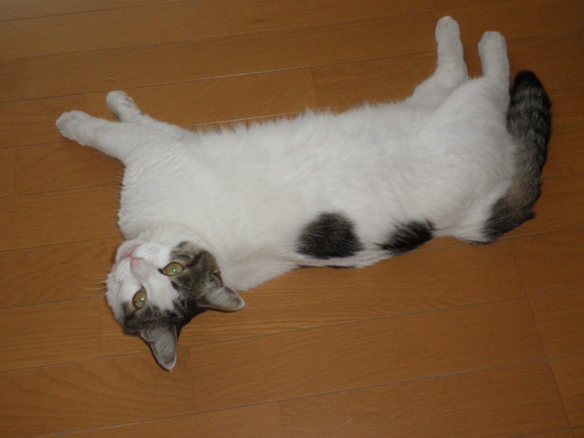 f:id:mishacarrot:20200823201101j:plain