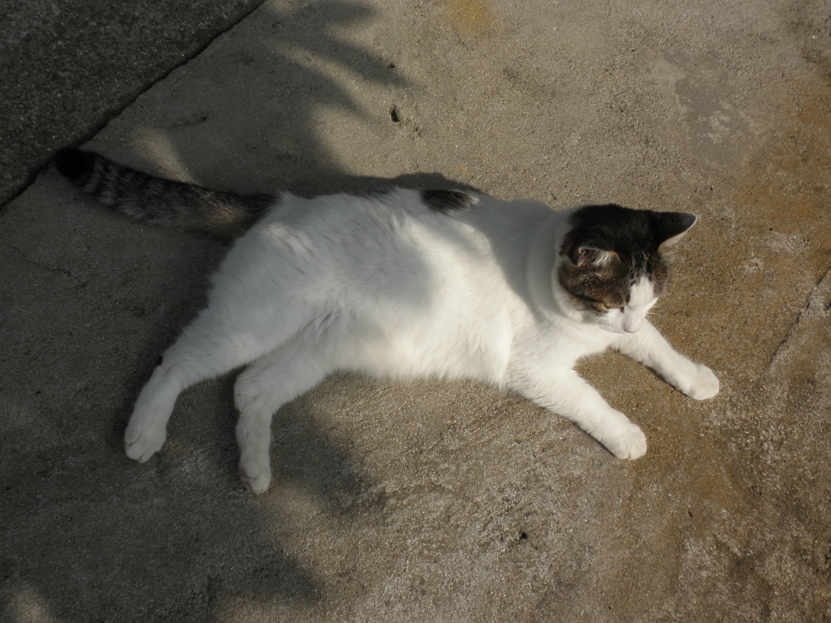 f:id:mishacarrot:20200823201531j:plain
