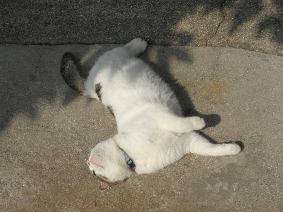 f:id:mishacarrot:20200823202146j:plain