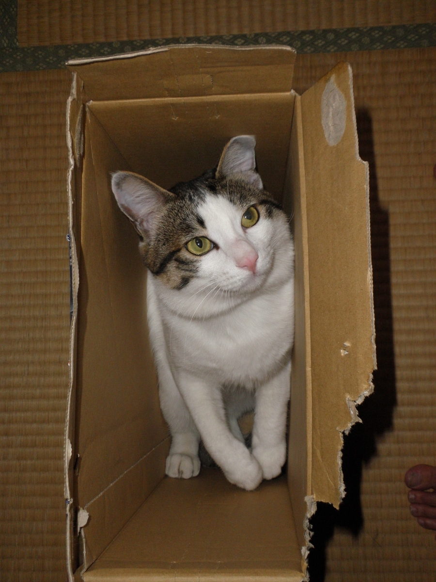 f:id:mishacarrot:20200905111348j:plain