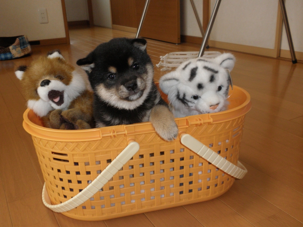 f:id:mishacarrot:20200905180132j:plain