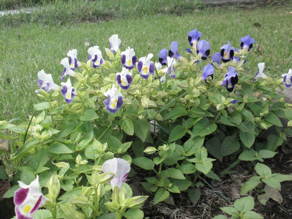 f:id:mishacarrot:20200912174340j:plain