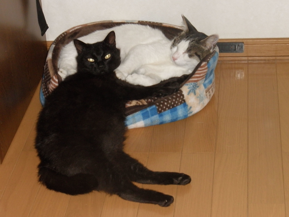 f:id:mishacarrot:20201001184913j:plain