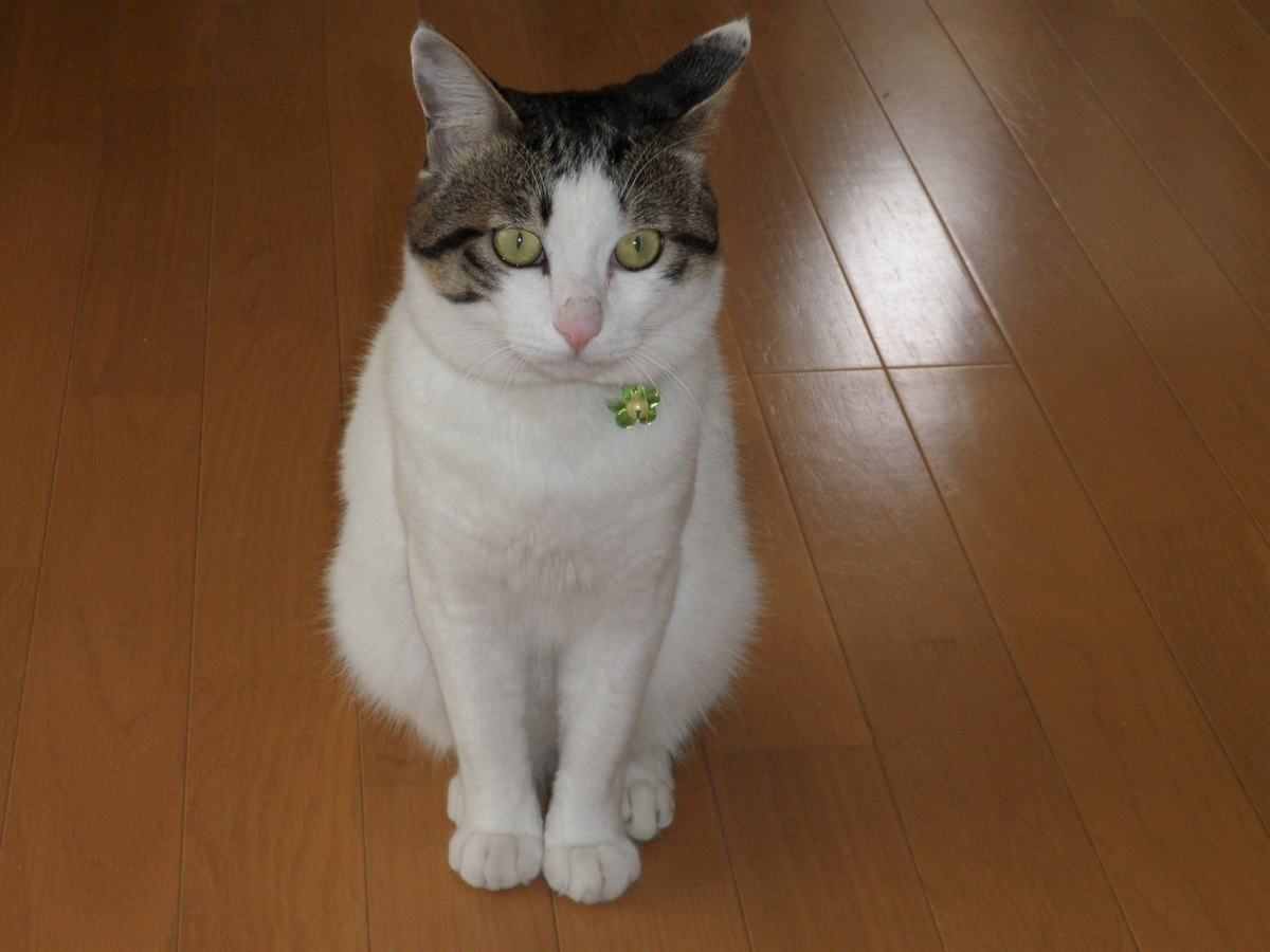 f:id:mishacarrot:20201001185007j:plain
