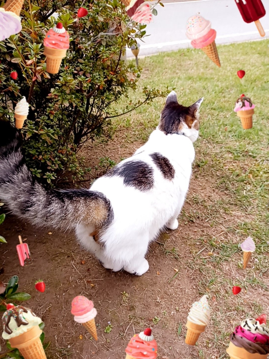 f:id:mishacarrot:20201024134345j:plain f:id:mishacarrot:20201024134345j:plain