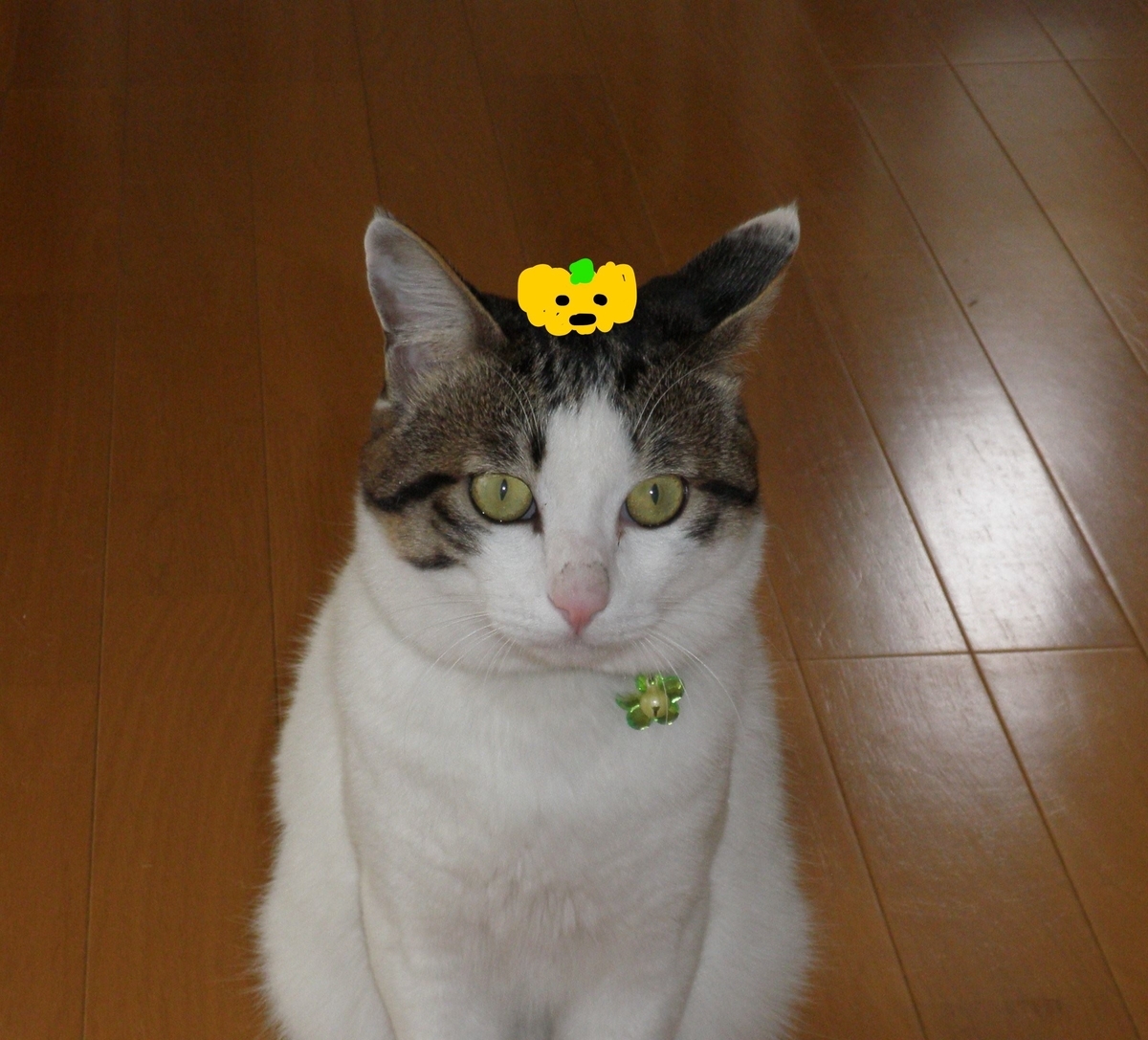 f:id:mishacarrot:20201030165741j:plain f:id:mishacarrot:20201030165741j:plain