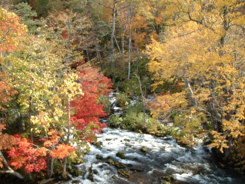 f:id:mishacarrot:20201102172948j:plain