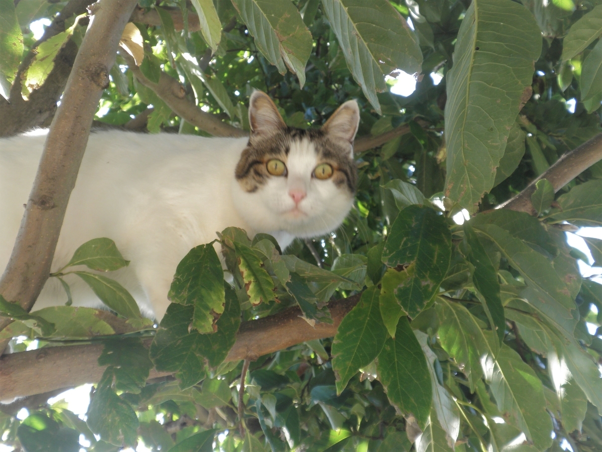 f:id:mishacarrot:20201111170819j:plain