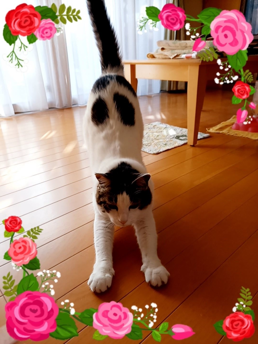 f:id:mishacarrot:20201117172425j:plain