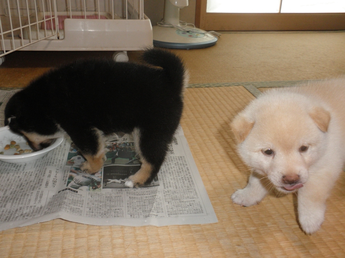 f:id:mishacarrot:20201123164154j:plain