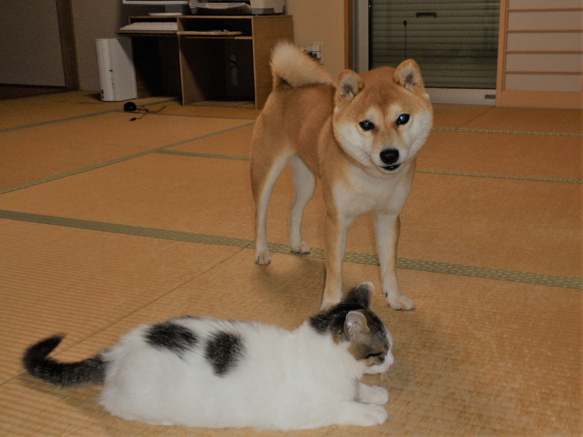 f:id:mishacarrot:20201127154949j:plain
