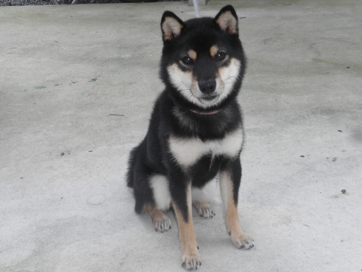 f:id:mishacarrot:20201127155051j:plain