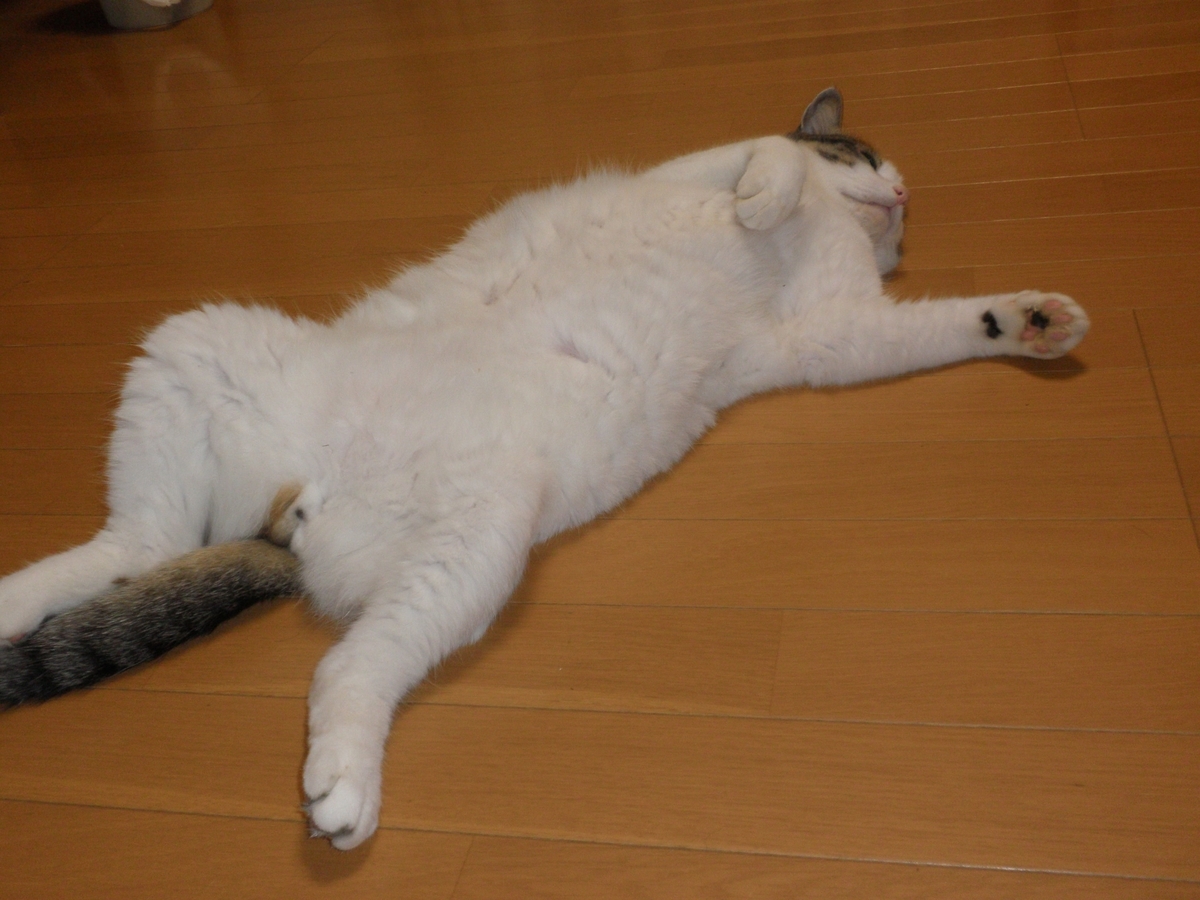 f:id:mishacarrot:20201201174415j:plain