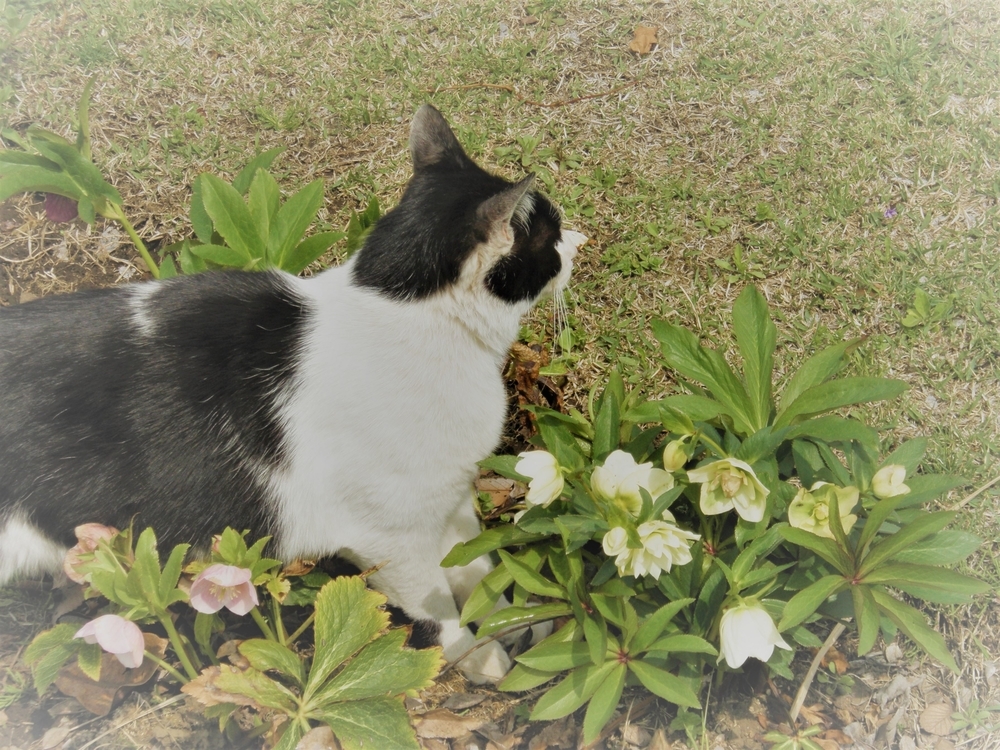 f:id:mishacarrot:20201209160920j:plain