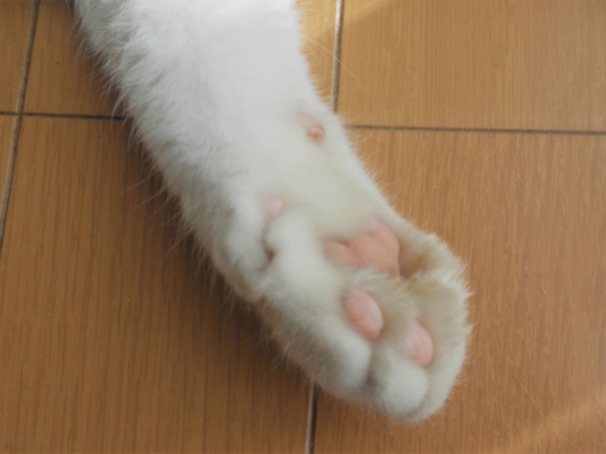 f:id:mishacarrot:20201218165909j:plain