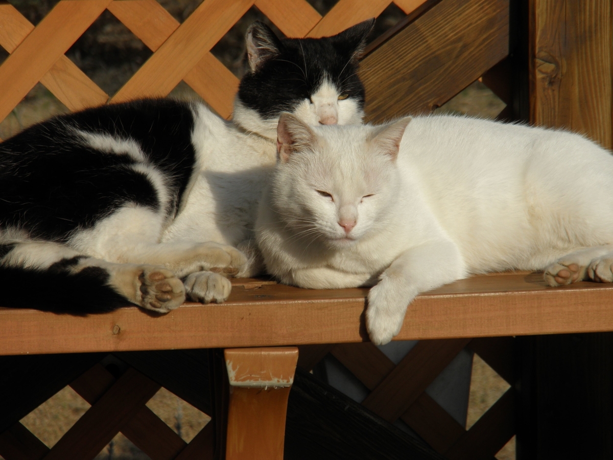 f:id:mishacarrot:20201220170229j:plain