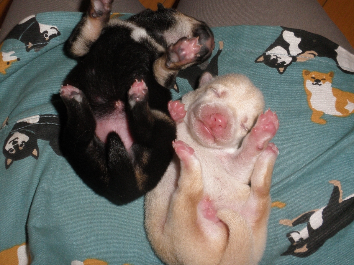 f:id:mishacarrot:20201230155125j:plain