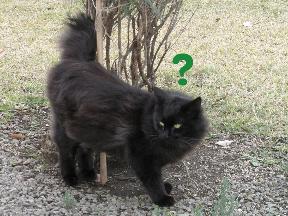 f:id:mishacarrot:20210109172810j:plain