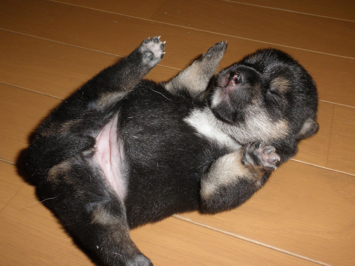 f:id:mishacarrot:20210121172237j:plain