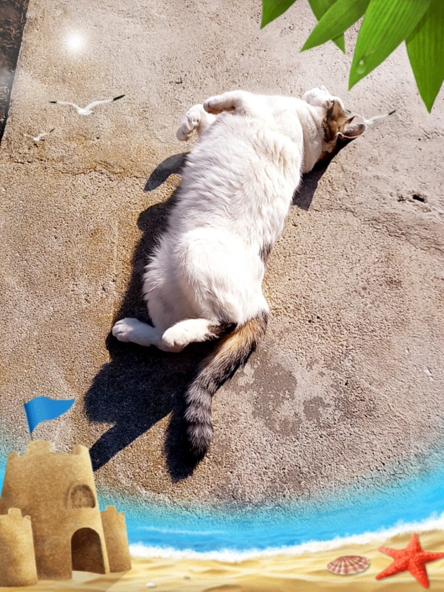 f:id:mishacarrot:20210207193019j:plain