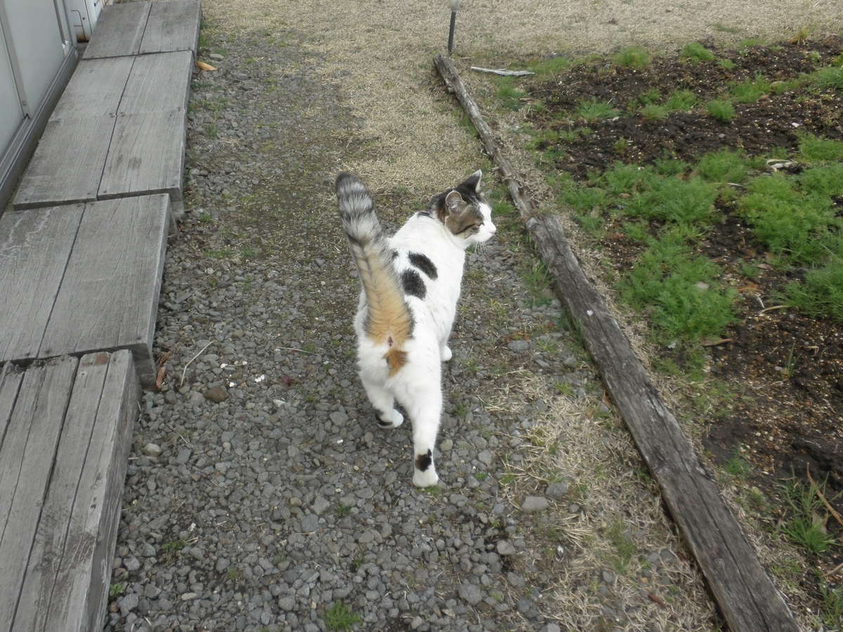 f:id:mishacarrot:20210301165014j:plain
