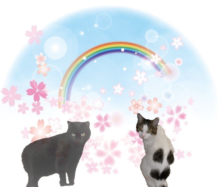 f:id:mishacarrot:20210328182045j:plain
