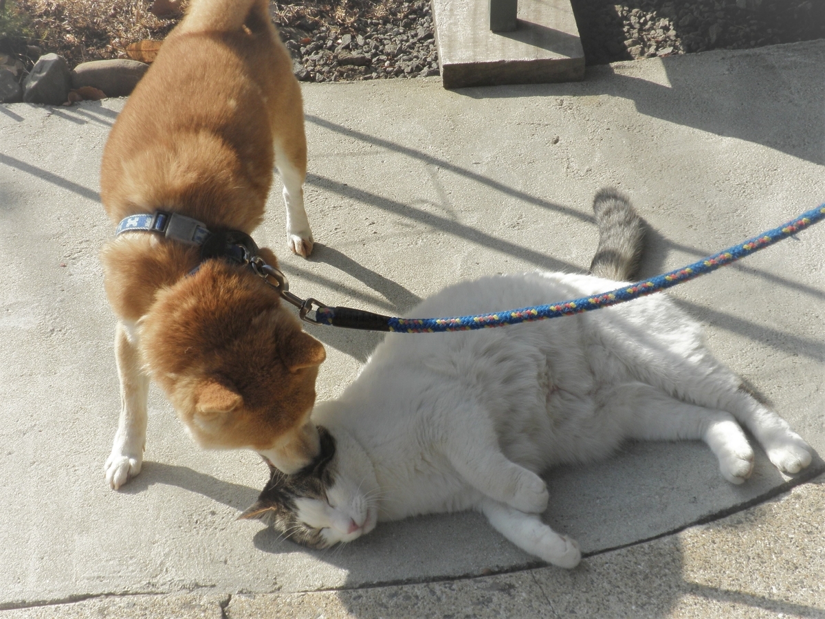 f:id:mishacarrot:20210331173404j:plain