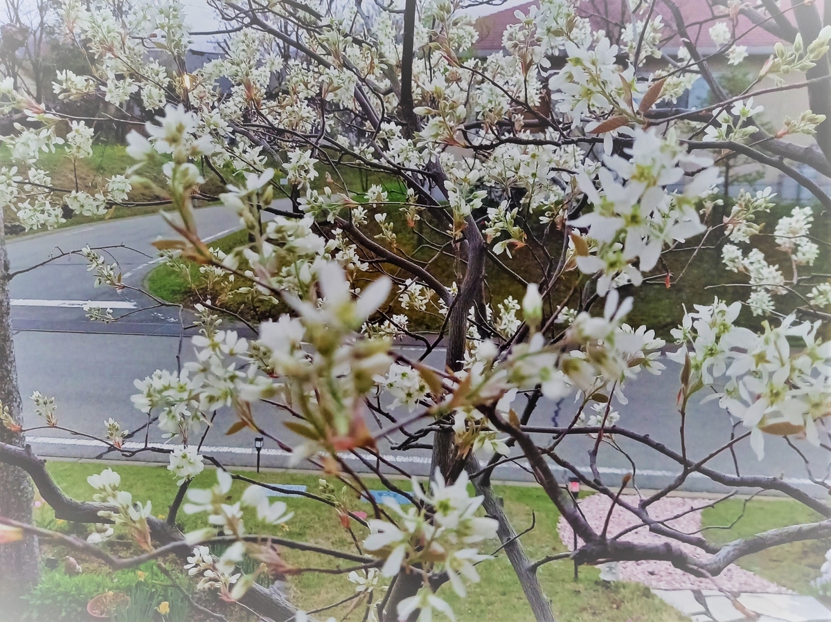 f:id:mishacarrot:20210404194337j:plain