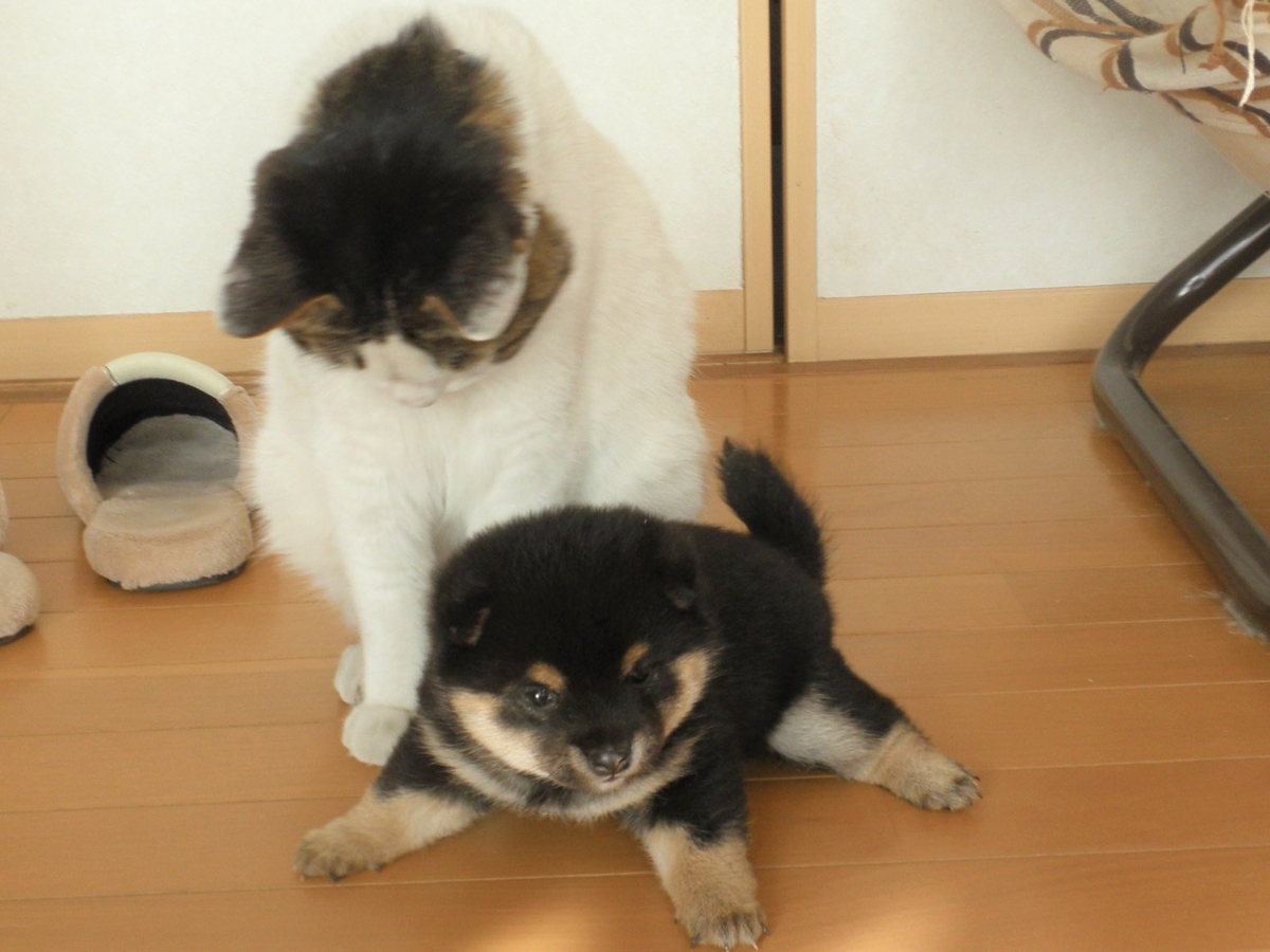 f:id:mishacarrot:20210415190016j:plain
