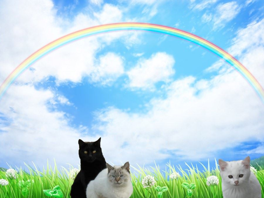 f:id:mishacarrot:20210716170325j:plain