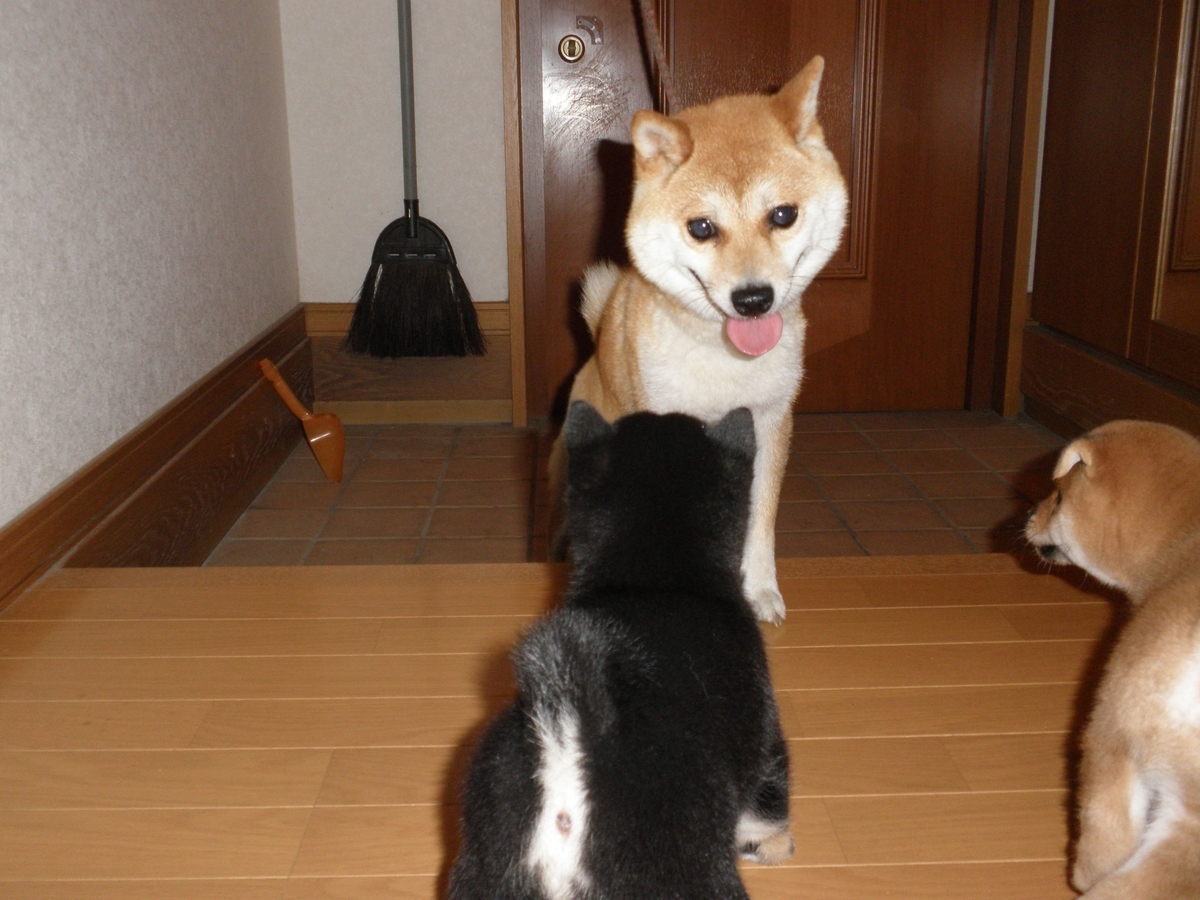 f:id:mishacarrot:20210811160750j:plain