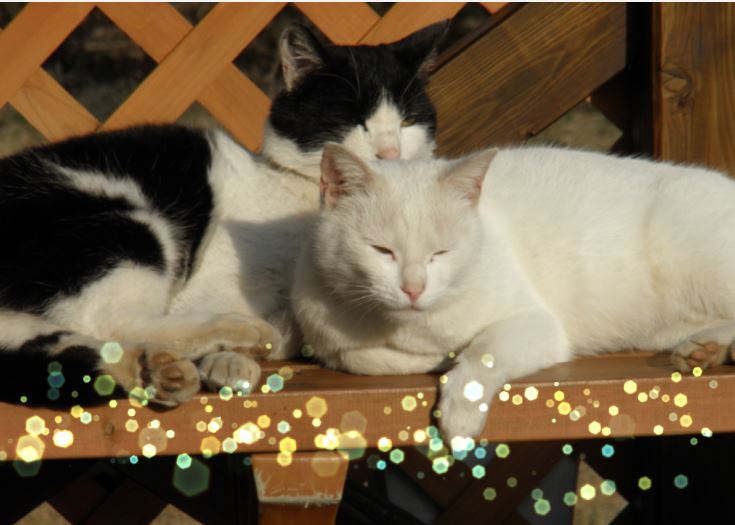 f:id:mishacarrot:20211025185054j:plain