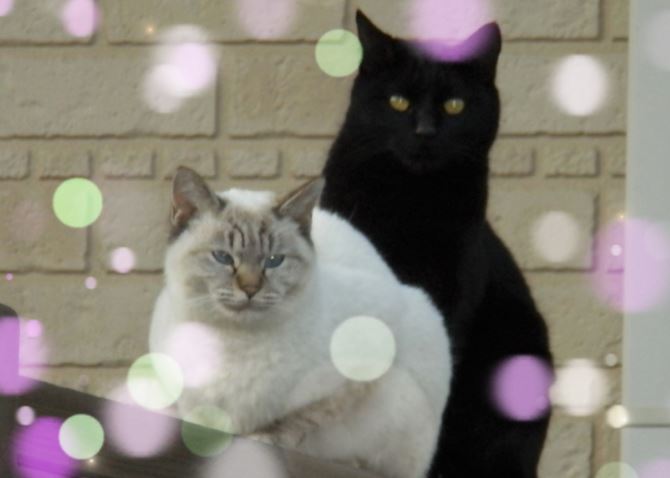 f:id:mishacarrot:20211025185124j:plain