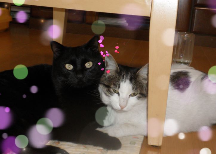 f:id:mishacarrot:20211025185214j:plain