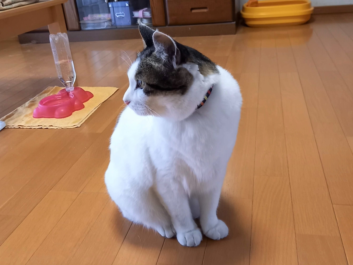 f:id:mishacarrot:20211028170041j:plain