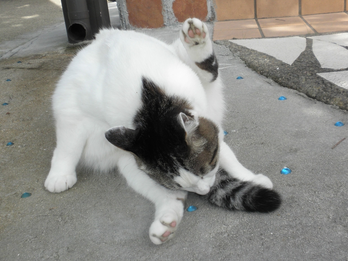 f:id:mishacarrot:20211028171004j:plain