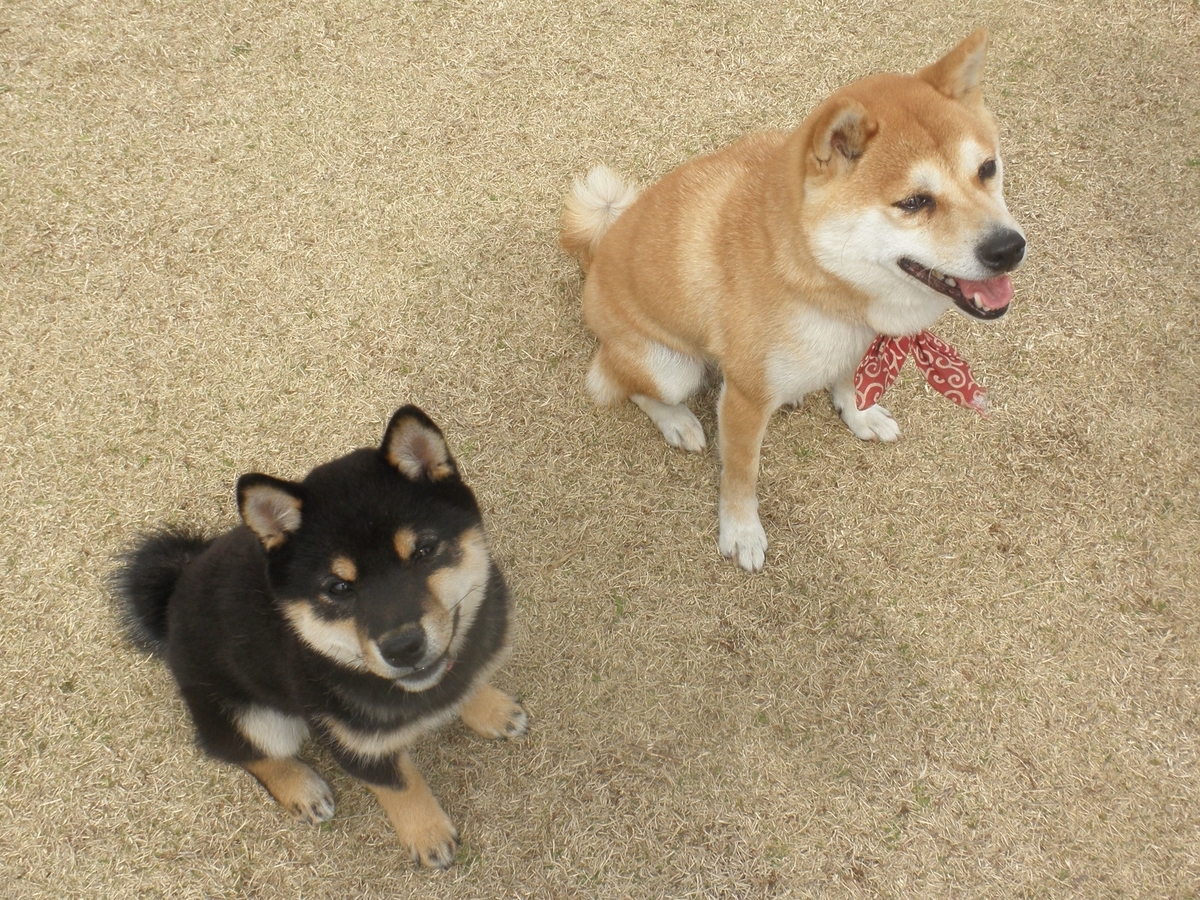 f:id:mishacarrot:20211028173808j:plain