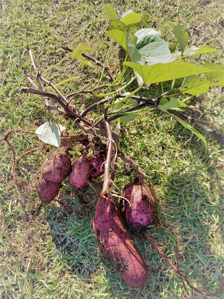 f:id:mishacarrot:20211106170958j:plain