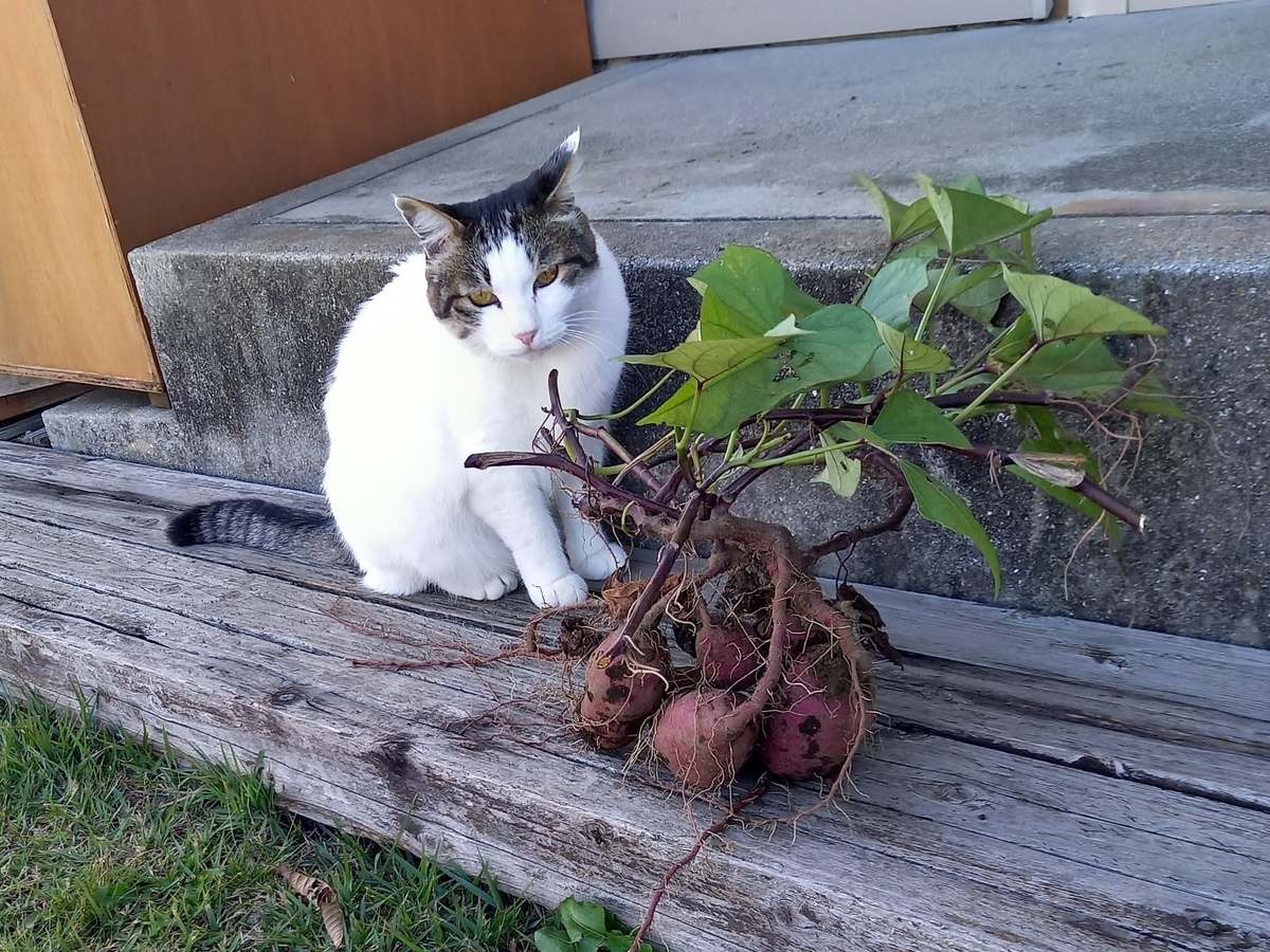 f:id:mishacarrot:20211106171022j:plain