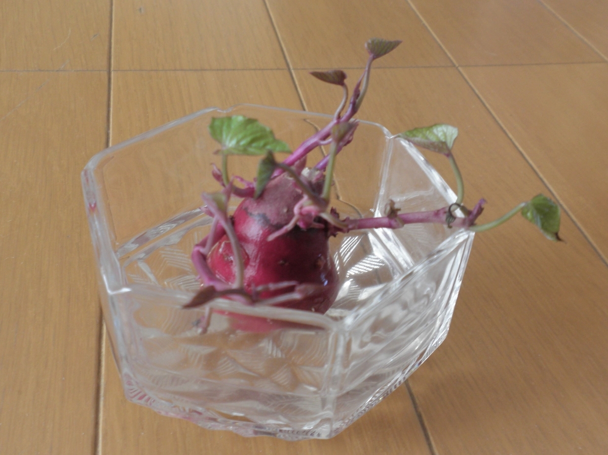 f:id:mishacarrot:20211106171536j:plain