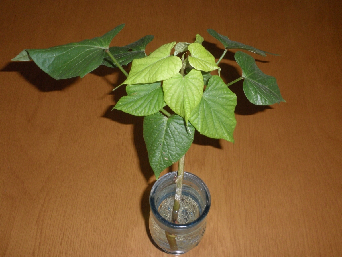 f:id:mishacarrot:20211106171609j:plain