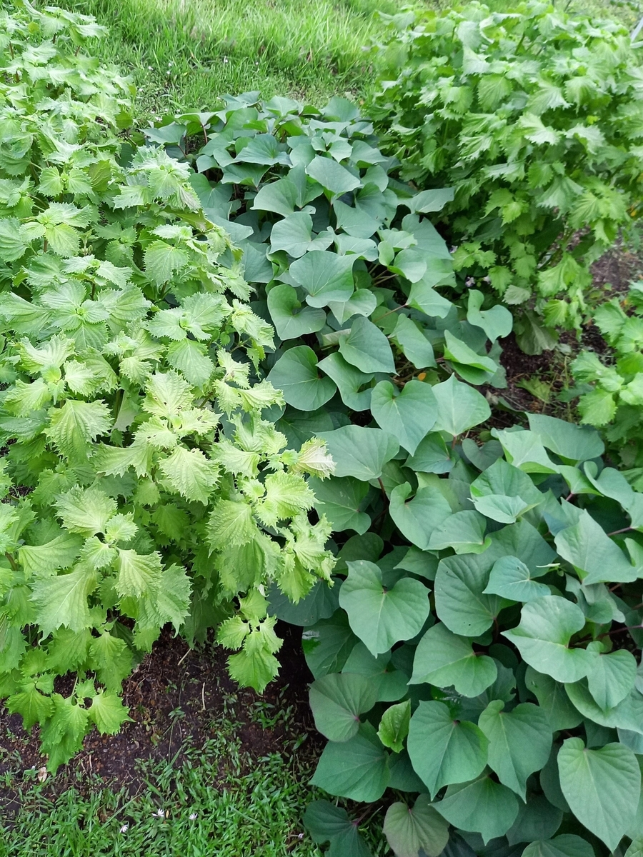 f:id:mishacarrot:20211106171811j:plain