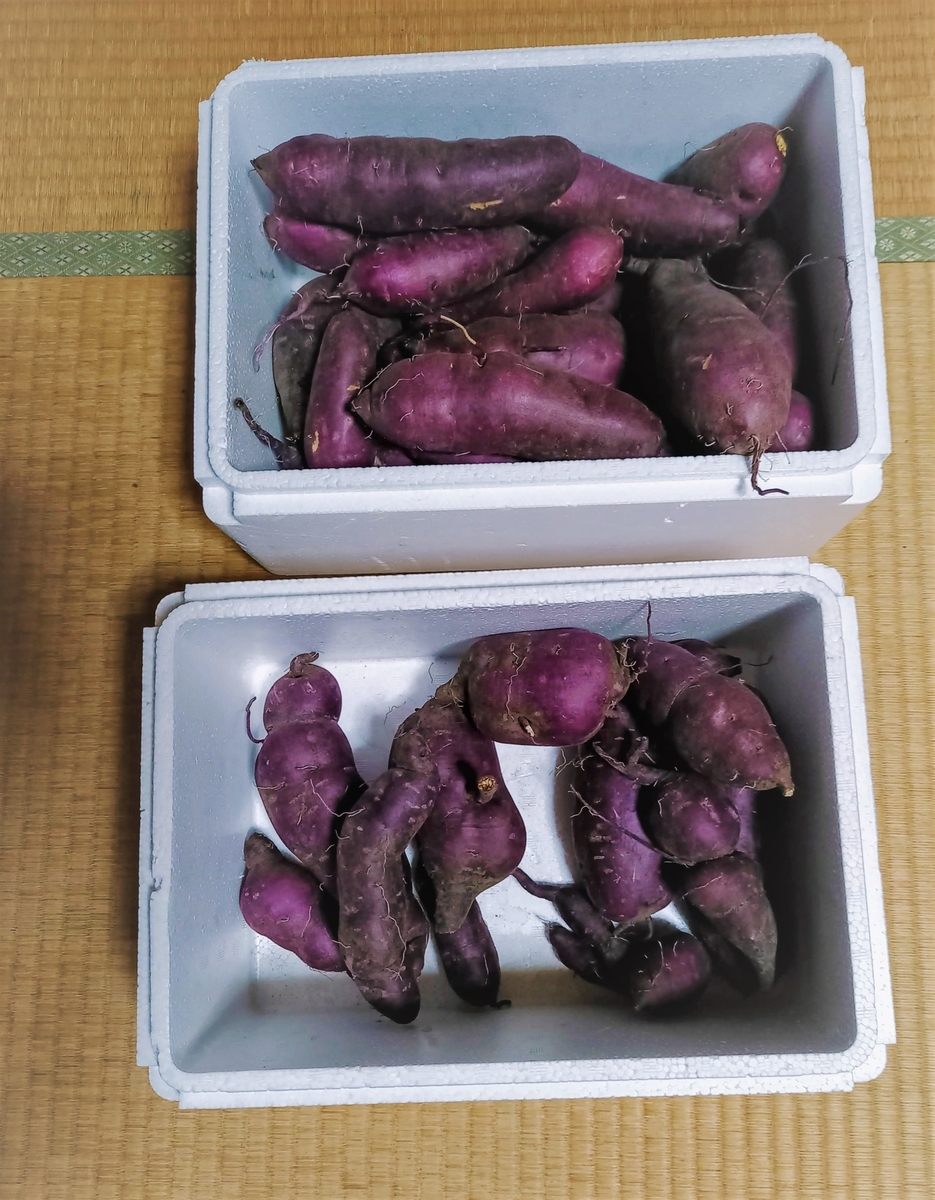 f:id:mishacarrot:20211106172641j:plain