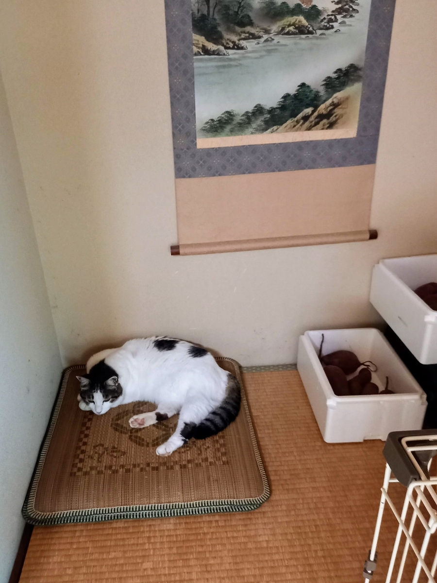 f:id:mishacarrot:20211106172920j:plain