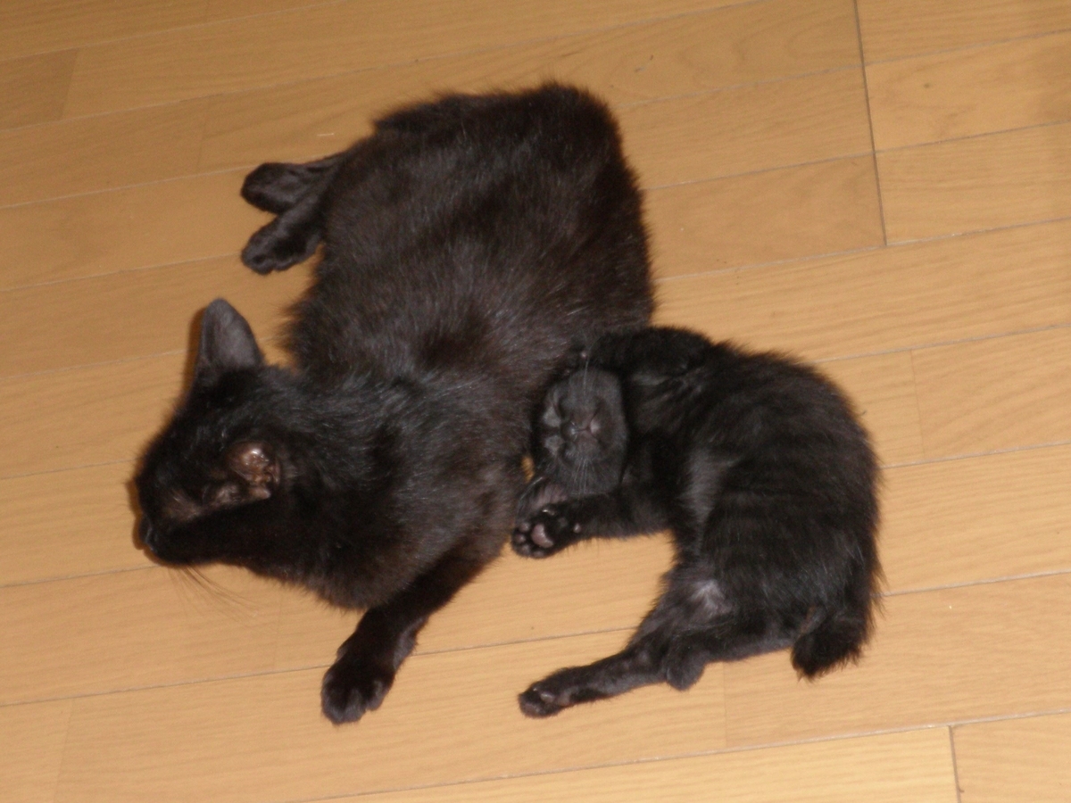 f:id:mishacarrot:20211108190748j:plain