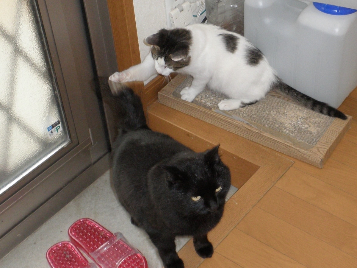 f:id:mishacarrot:20211108190949j:plain