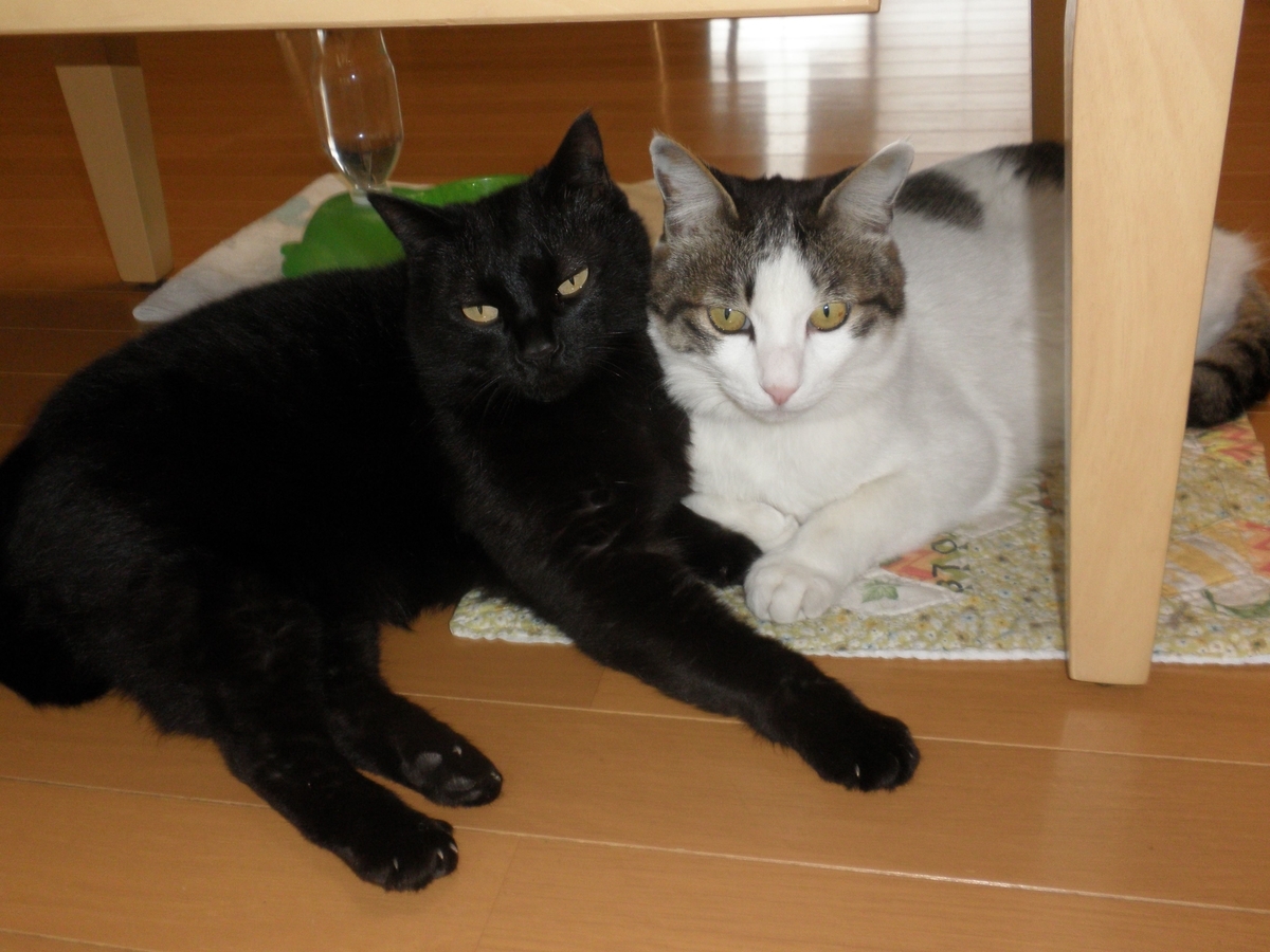 f:id:mishacarrot:20211108192028j:plain