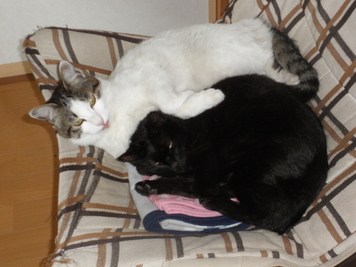 f:id:mishacarrot:20211108192120j:plain